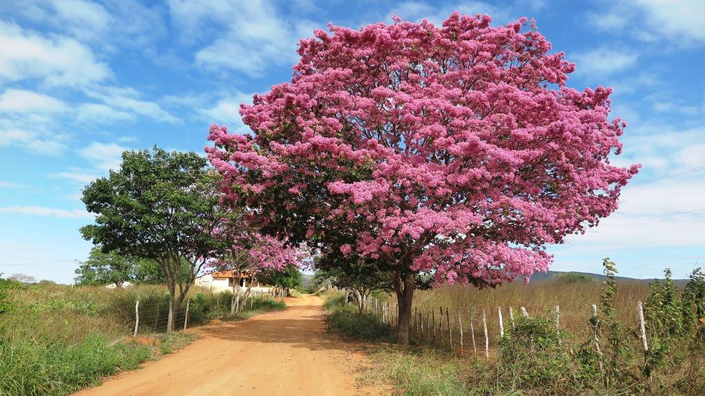 Paisagismo Nativo Ip Roxo Projeto Batente